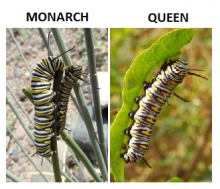 Monarch-Queen Caterpillar