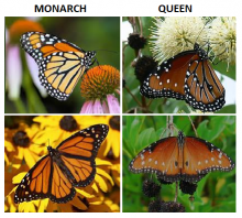 Monarch or Queen Butterfly? 