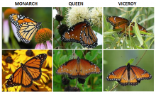 Monarch-Queen-Viceroy Comparison