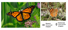 Painted Lady-Monarch Comparison