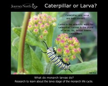 Journal-What Do Monarch Larvae Do?