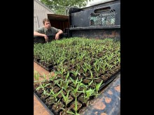 SLC Truck of milkweed seedlings:  Milkweeds heading for the Jordan River - Photo by Rachel Taylor 