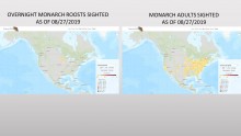 Monarch Roosts and Adult Sighted Maps Compared