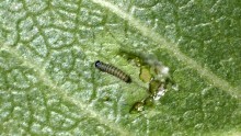 first instar