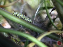 Monarch caterpillar