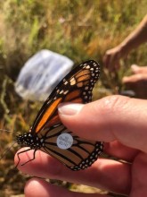 monarch tagging