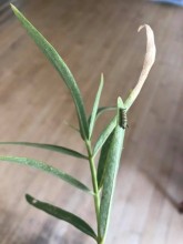 Larva on A. speciosa