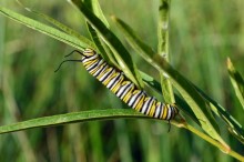 Monarch caterpillar