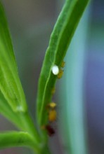 first monarch egg