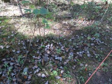 Dead monarchs carpeting the forest floor