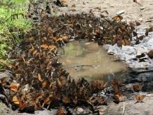 Finding Water Monarchs