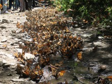 High Temps, Dry Soil for Monarchs