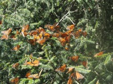 Close-up of monarchs on tree branches.