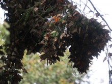 Monarchs bunched together.