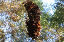 Dense Clusters Found Outside Sanctuaries