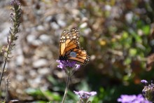 tagged monarch