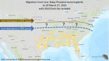 Ruby throated hummingbird migration front line compared