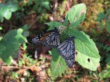 Mating Monarchs