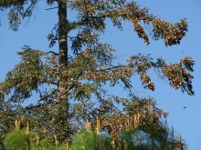 scattered monarchs in branches