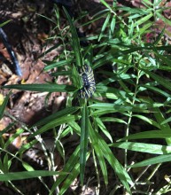 Monarch caterpillar