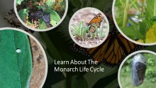 life cycle of monarchs
