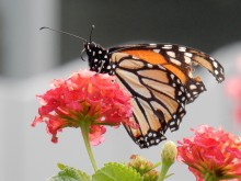 monarch with worn wing