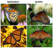 monarch compared to queen