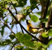 Prothonotary Warbler feeding fledgling.