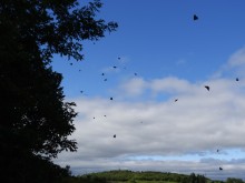 Monarchs in-flight.