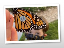 monarch tagging