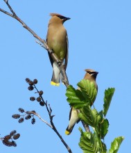 Cedar Waxwings.