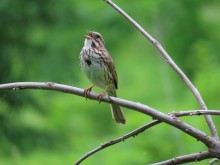 Song Sparrow.