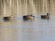 Blue-winged Teal.