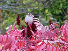 White-throated Sparrow 