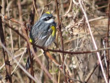 Yellow-rumped Warbler in Spring