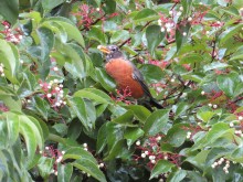 American Robin.