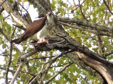 Osprey eating fish.