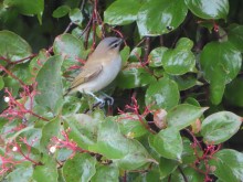 Red-eyed Vireo