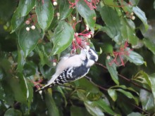 Downy Woodpecker.