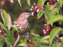 Brown Thrasher