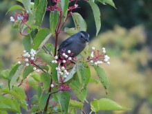 Gray Catbird