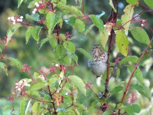 Swainson's Thrush