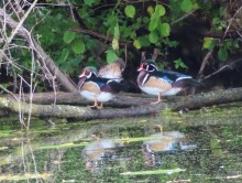 Wood Ducks.