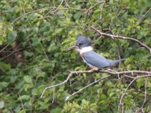 Belted Kingfisher.