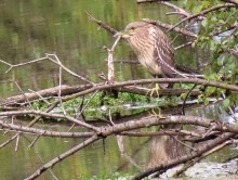 Juvenile Black-crowned Night-Heron.