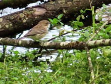 Yellow-rumped Warbler.