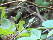 Ruby-throated Hummingbird.