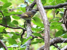 American Redstart.