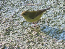 Tennessee Warbler