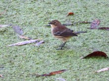 Yellow-rumped Warbler